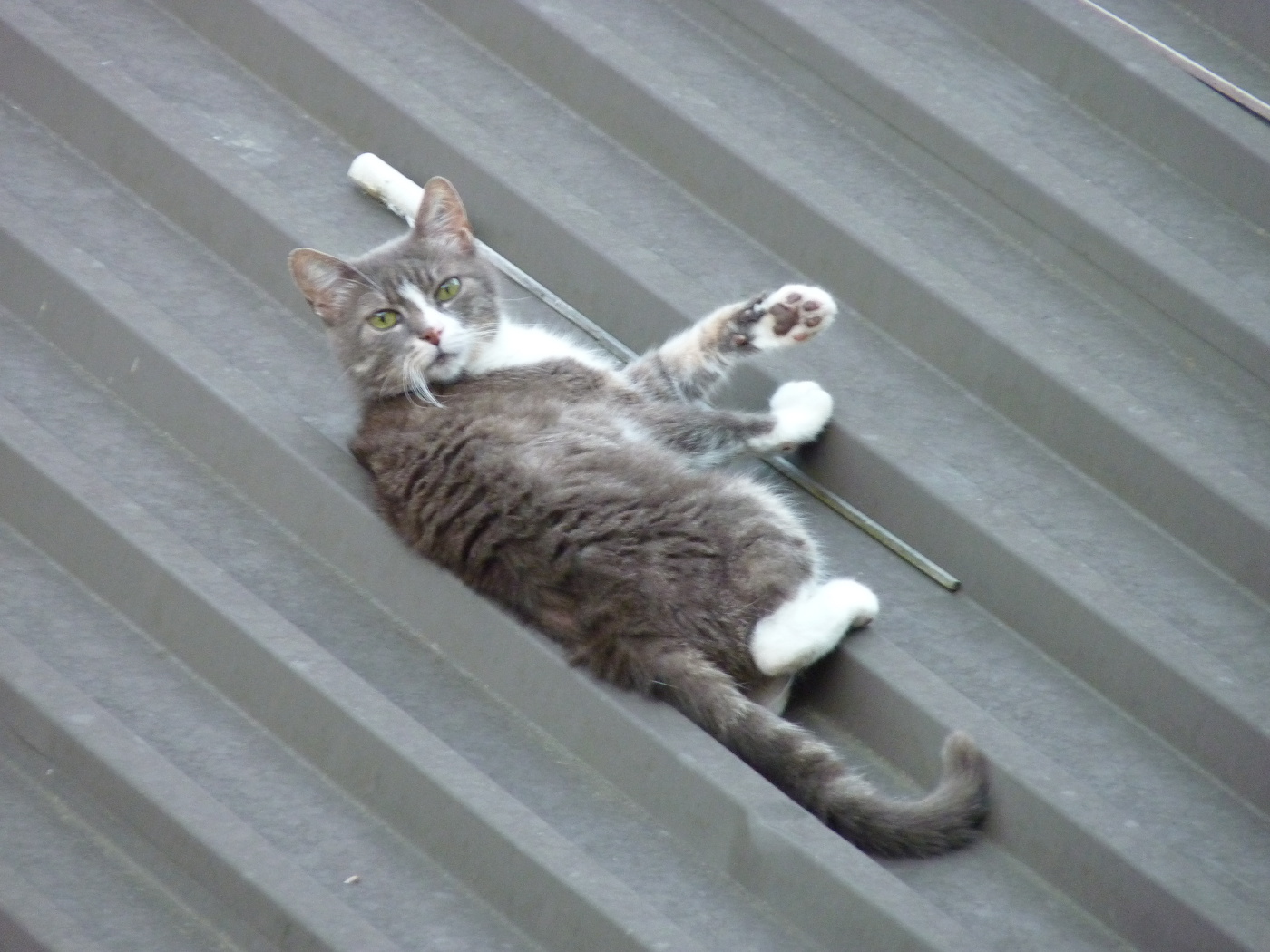 Grumpy Cat on the Roof - Die Grummelkatze auf dem Wellblechdach